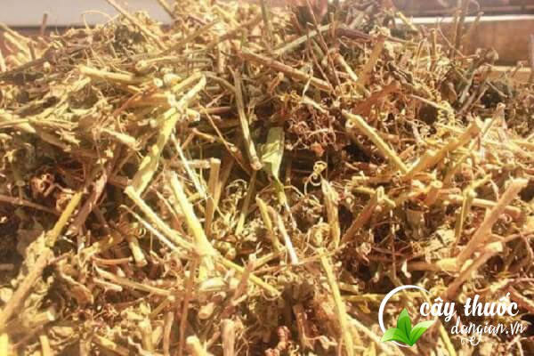 Lạc tiên phơi hoặc sấy khô được dùng nhiều trong các bài thuốc chữa bệnh