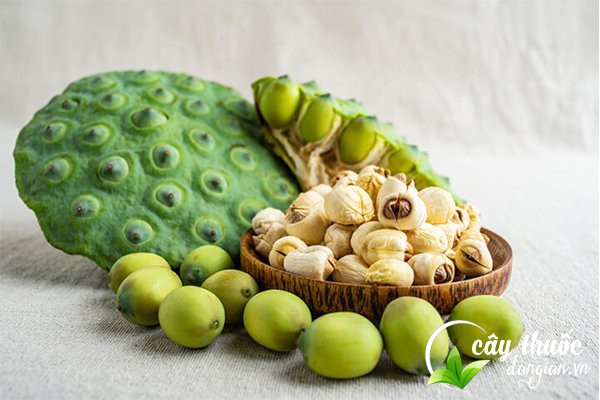 Liên Nhục hay còn được biết đến là hạt sen là một loại dược liệu tốt cho sức khỏe.