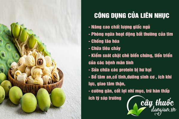 Liên nhục (Hạt sen) có nhiều công dụng tốt cho sức khỏe cả về Đông y và Y học hiện đại.