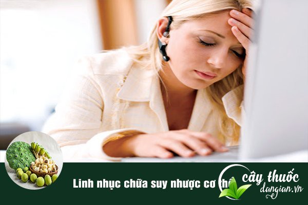 Liên nhục có tác dụng rất tốt trong việc chữa chứng suy nhược cơ thể.