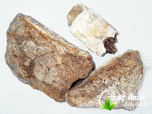 Bài thuốc chữa bệnh từ long cốt