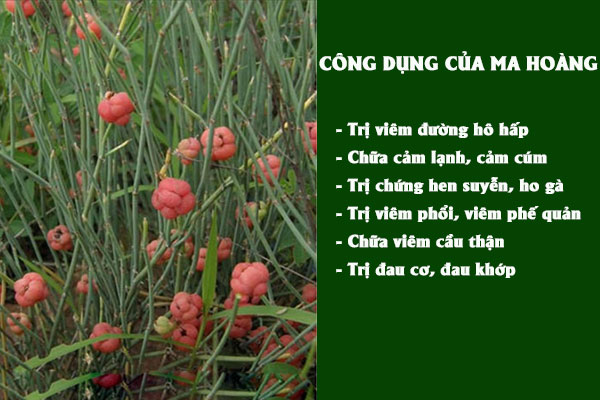 Những công dụng tuyệt vời của Ma hoàng đối với sức khỏe