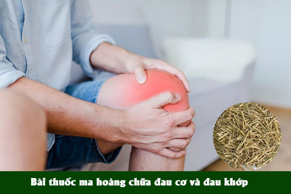 Vị thuốc Ma hoàng cũng được sử dụng nhiều trong bài thuốc chữa đau cơ, đau khớp
