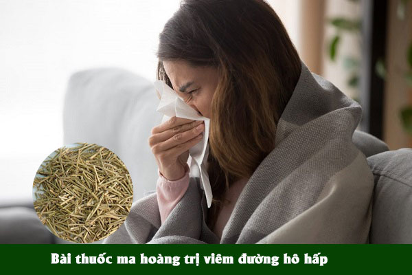 Ma hoàng thường được sử dụng trong bài thuốc chữa bệnh viêm đường hô hấp