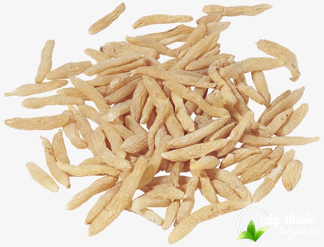 Các tác dụng của củ mạch môn