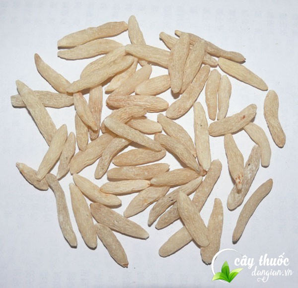 Nên mua mạch môn ở đâu?