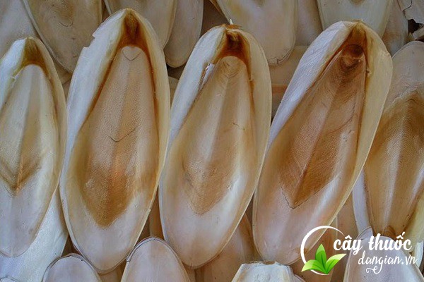 Mai mực còn có nhiều tên gọi khác như mai mực cá, ô tặc cốt,... được xem như một vị thuốc quý