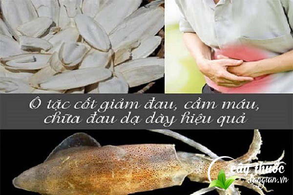 Công dụng của mai mực (ô tặc cốt) đối với sức khỏe của con người