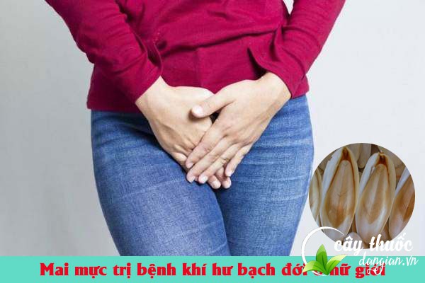 Bài thuốc mai mực trị bệnh bạch đới cho nữ giới hiệu quả