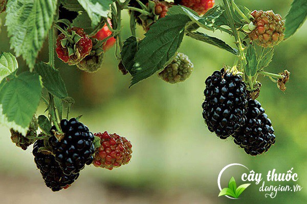 Mâm xôi hay còn gọi là phúc bổn tử là một loại quả có nhiều công dụng cho sức khỏe