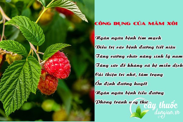 Công dụng của quả mâm xôi giúp điều trị nhiều bệnh lý, tốt cho sức khỏe