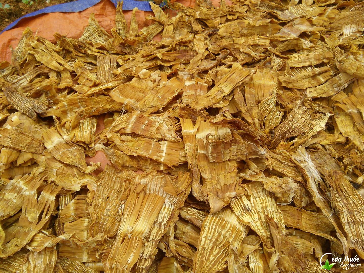 Hình ảnh măng khô