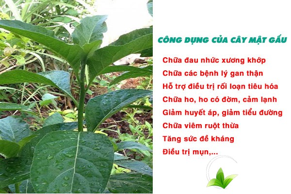 Một số công dụng của cây mật gấu đối với sức khỏe