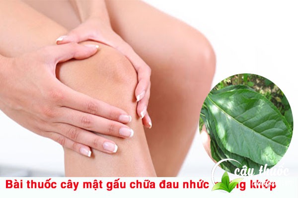 Bài thuốc cây mật gấu trị đau nhức xương khớp được nhiều người áp dụng