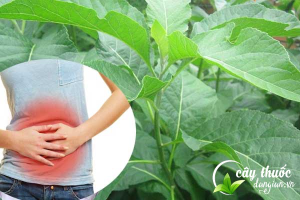 Bài thuốc cây mật gấu chữa bệnh viêm ruột thừa, rối loạn tiêu hóa hiệu quả