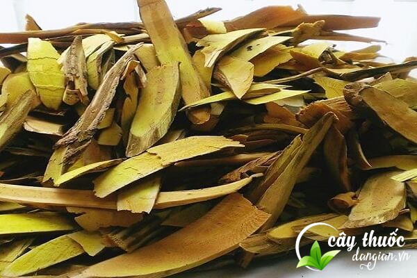 Lưu ý nên tham khảo ý kiến của bác sĩ trước khi sử dụng các bài thuốc từ cây mật gấu