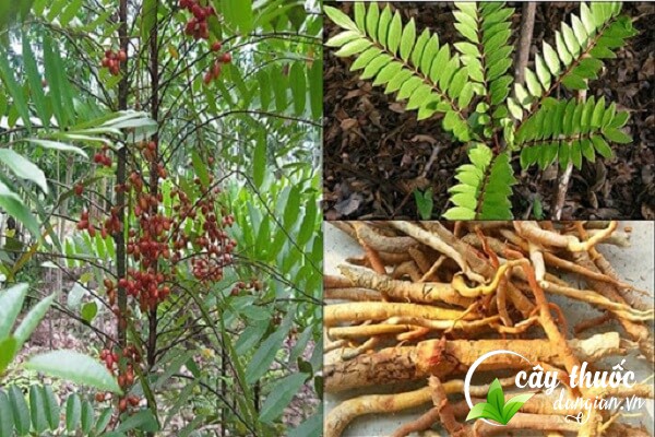 Mật nhân còn gọi là cây bá bệnh, cây bách bệnh được xem là dược liệu "vàng" cho sức khỏe