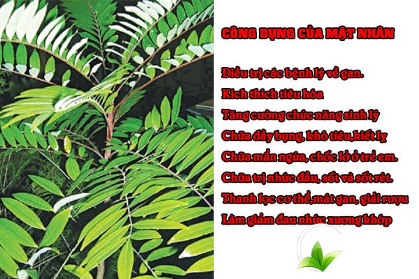 Mật nhân có nhiều công dụng tốt cho sức khỏe cả về đông y và y học hiện đại