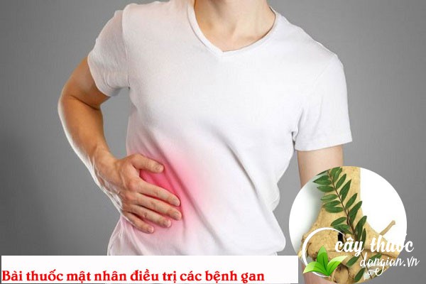 Bài thuốc mật nhân điều trị các bệnh lý về gan hiệu quả
