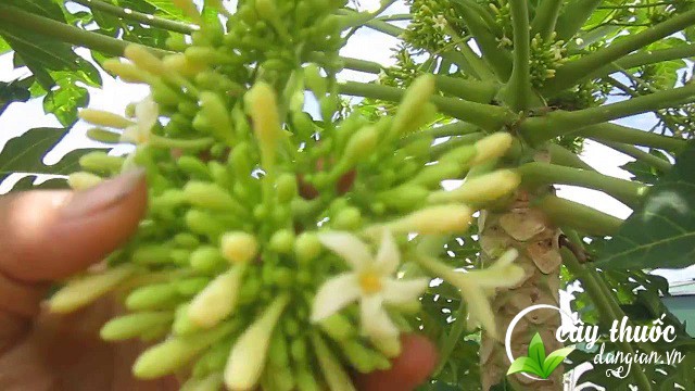 tac-dung-cua-hoa-du-du-duc