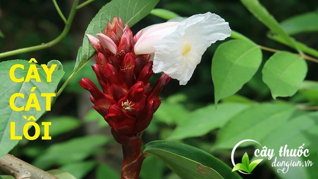 Bài thuốc hỗ trợ điều trị chứng tiểu buốt