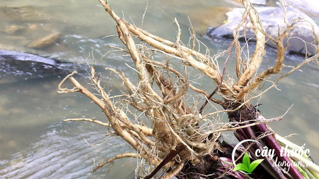 Củ tục đoạn tươi