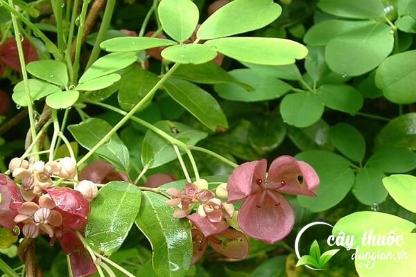 Mộc thông có nhiều tên gọi khác nhau như thông thảo, đinh phụ,... là một thảo dược chữa bệnh được sử dụng nhiều trong Đông y