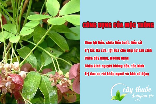 Mộc thông mang lại nhiều công dụng tốt cho sức khỏe cả về mặt Đông y và Y học hiện đại