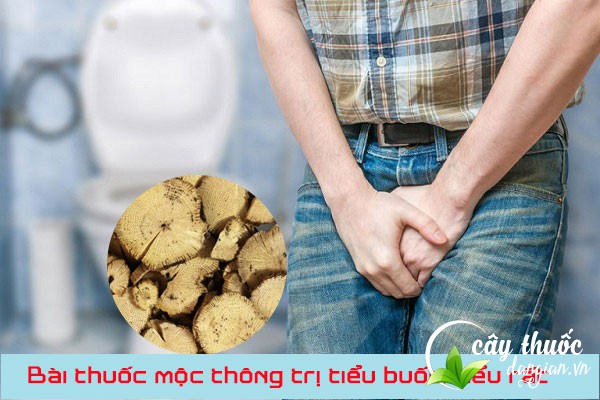 Bài thuốc mộc thông chữa tiểu buốt, tiểu rắt hiệu quả