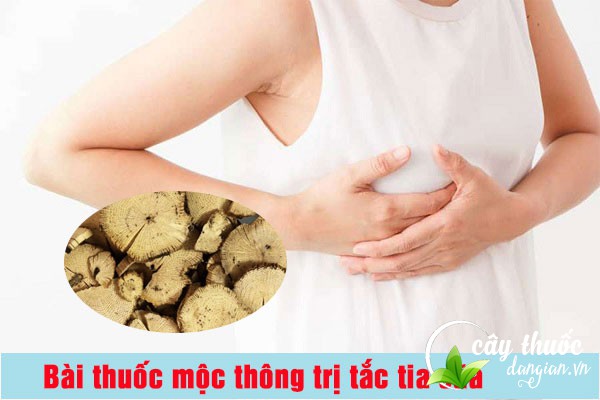 Bài thuốc mộc thông trị tắc tia sữa cho sản phụ sau sinh