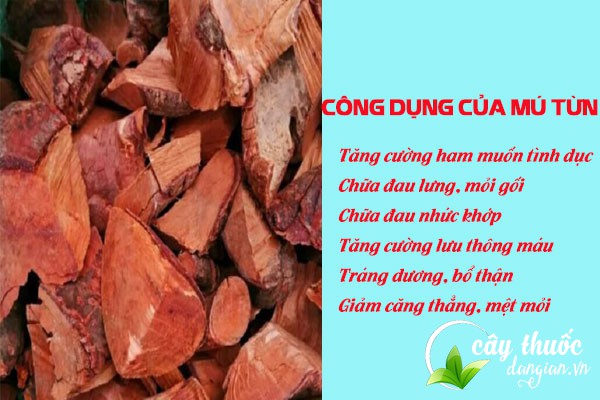 Những công dụng tuyệt vời của mú tửn