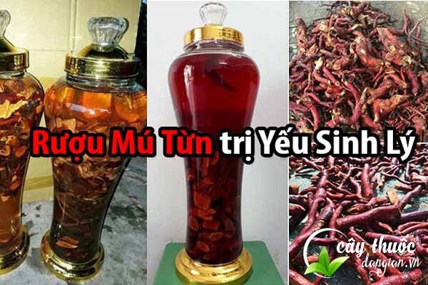 Rượu ngấm mú tửn chữa yếu sinh lý cho nam giới