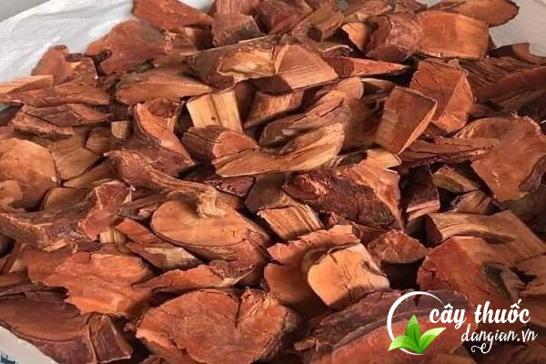 Lưu ý sử dụng mú tửn đúng liều lượng để tăng hiệu quả