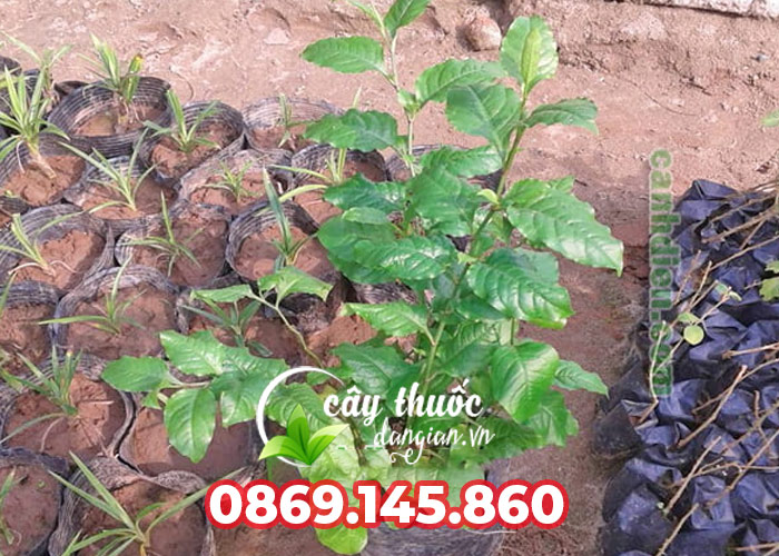 Cách trông giống cây bạch hoa xà đuôi công