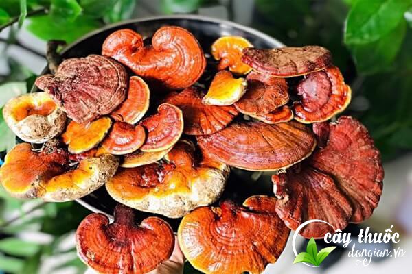 Nấm lim xanh có tên khoa học là Ganoderma Lucidum (Leyss.Ex.Fr) là một dược liệu quý tốt cho sức khỏe