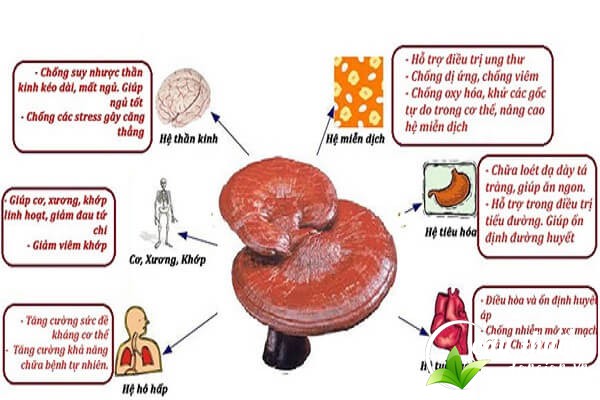 Những công dụng tuyệt vời của nấm lim xanh đối với sức khỏe