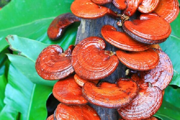 Nấm linh chi là một dược liệu quý hiếm có nhiều công dụng tốt cho sức khỏe