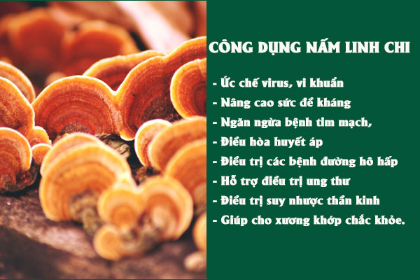 Những tác dụng tuyệt vời của nấm linh chi đối với sức khỏe