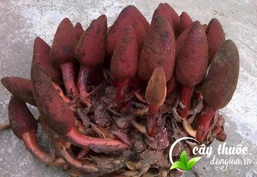 Hình ảnh nấm ngọc cẩu