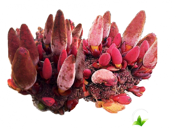 Mua nấm ngọc cẩu tại Cây Thuốc Dân Gian an toàn, chất lượng