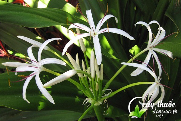 Hoa náng trắng hay dân gian vẫn gọi là cây đại tướng quân là một loại cây dược liệu được sử dụng làm thuốc chữa bệnh.