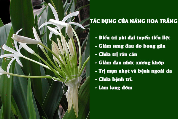 Náng hoa trắng có nhiều công dụng tốt, thường được dùng làm bài thuốc chữa bệnh