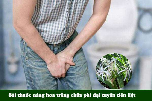 Lá náng thường được dùng làm bài thuốc chữa phì đại tuyến tiền liệt