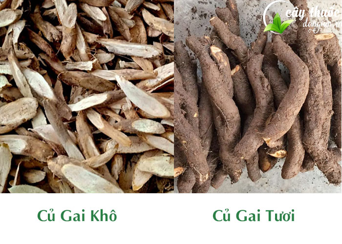 Nên chọn mua của gai khô hay củ gai tươi