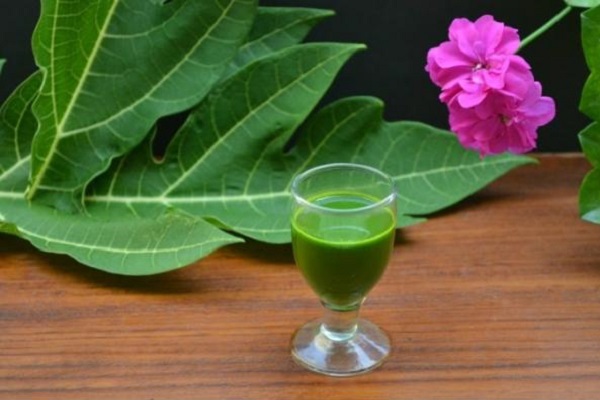 Lưu ý không nên lạm dụng lá đu đủ đực quá nhiều, nên tham khảo ý kiến của chuyên gia về liều lượng phù hợp.