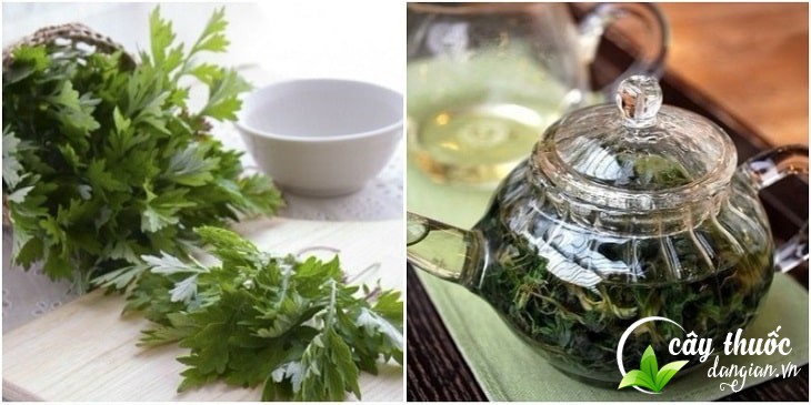 Món quà quý cho sức khỏe từ ngải cứu