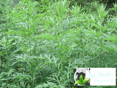 Hình thể ngoài của ngài cứu