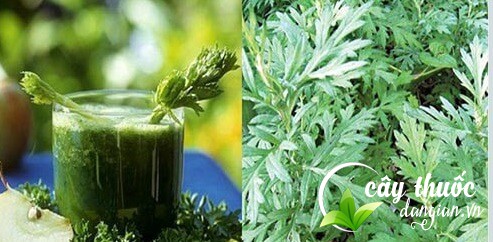 Tác dụng tuyệt vời mà ngải cứu đưa đến cho sức khỏe