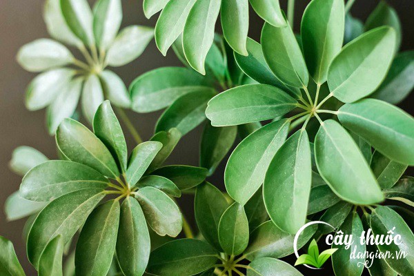 Ngũ gia bì có tên khoa học của ngũ gia bì là Schefflera Octophylla là dược liệu quý tốt cho sức khỏe