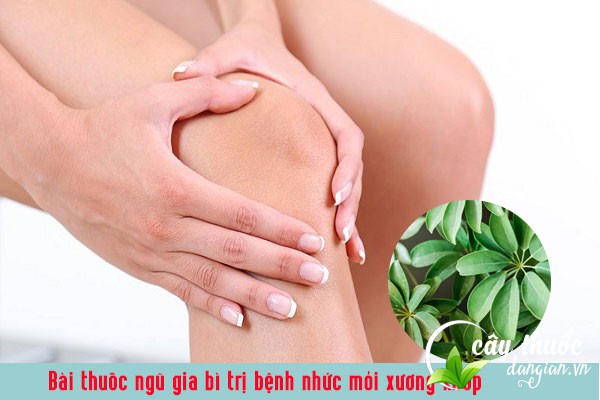Bài thuốc ngũ gia bì trị đau nhức khớp xương 